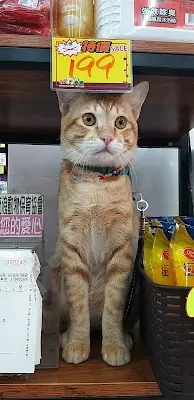 貓狗大棧寵物百貨-高雄建國店