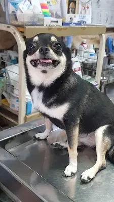 啟仁動物醫院
