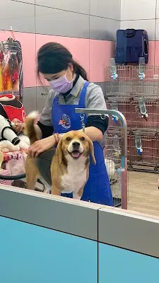 寵物美容師夢工廠