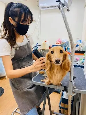 sparky寵物美容工作室(每月營業日期詳見最新動態）
