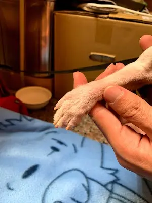 米樂狗/嘉義寵物美容/嘉義寵物修剪/嘉義寵物洗澡/東區寵物美容/東區寵物修剪/東區寵物洗澡