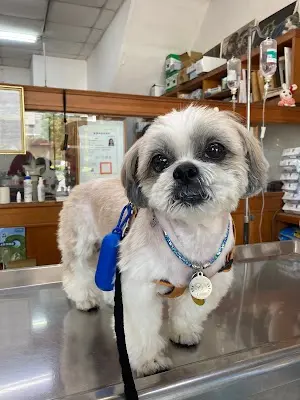 聖心動物醫院