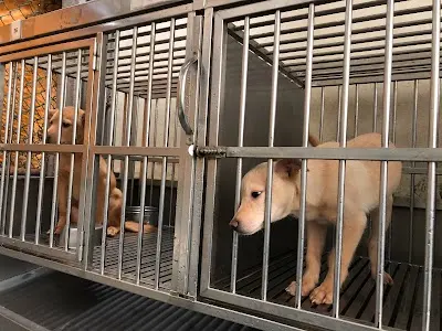 新北市中和公立動物之家
