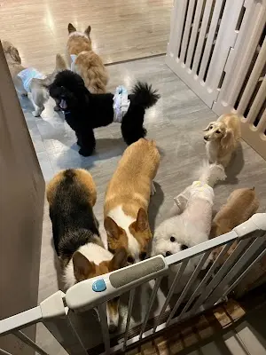 洛芙寵物旅館 Loft Dog Hotel