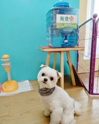 •嘻米鹿•犬美容工作室(一天前預約)/手作寵物零食