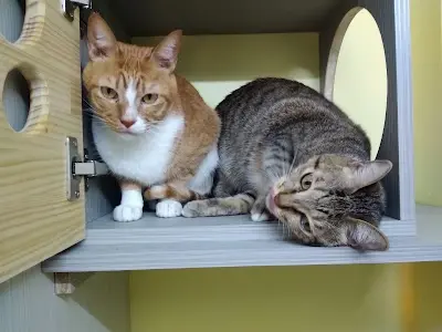 貓屋住宿