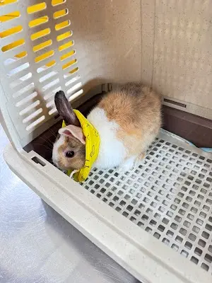 仁愛動物醫院