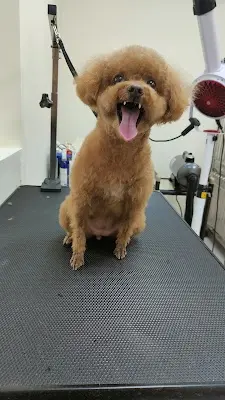 Yodog寵物沙龍