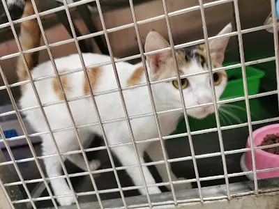 高雄市燕巢動物保護關愛園區