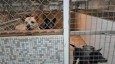 板橋動物之家
