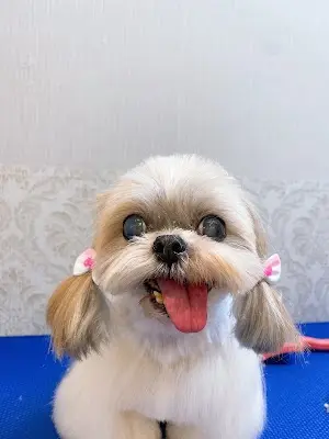 晨光寵物美容