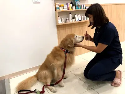小樹動物醫院-左營動物醫院推薦|心臟專業動物醫院|動物醫院|獸醫推薦|寵物醫院|眼科專業動物醫院