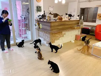 養一隻貓吧