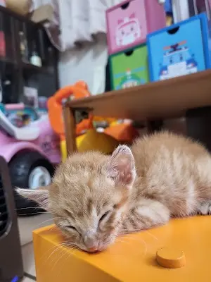 天仁動物醫院