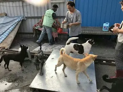 社團法人高雄市蘭若護生協會