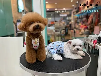 PetVida 薇達寵物精品沙龍 펫비다