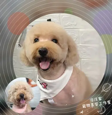浴汪家寵物美容工作室