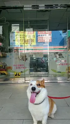 一嘉動物醫院，犬貓一般內外科，預防針，節育，泌尿道問題皮膚過敏外傷