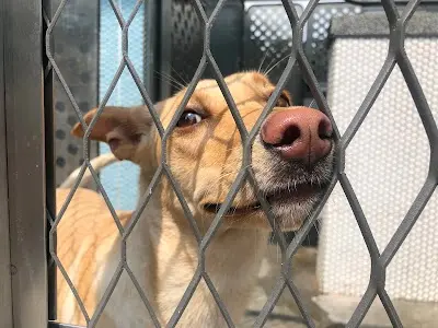 臺中市動物之家后里園區