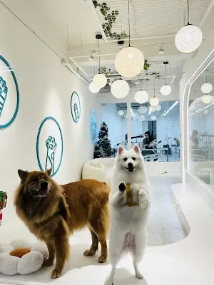狗尾草寵物美容Furtail｜六張犁店｜信義大安文山區