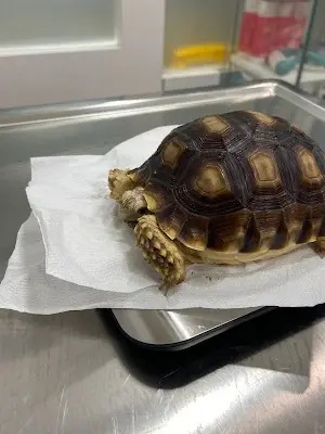 上寶貝動物醫院