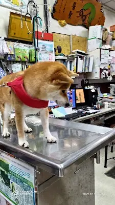 濟聖犬貓醫院