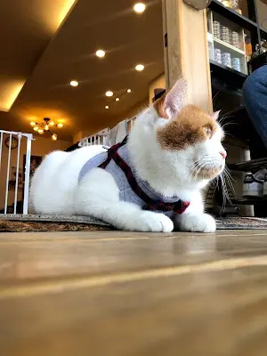 毛有所思Furry Thinker ｜貓旅館｜寵物行為教育（完全預約制）